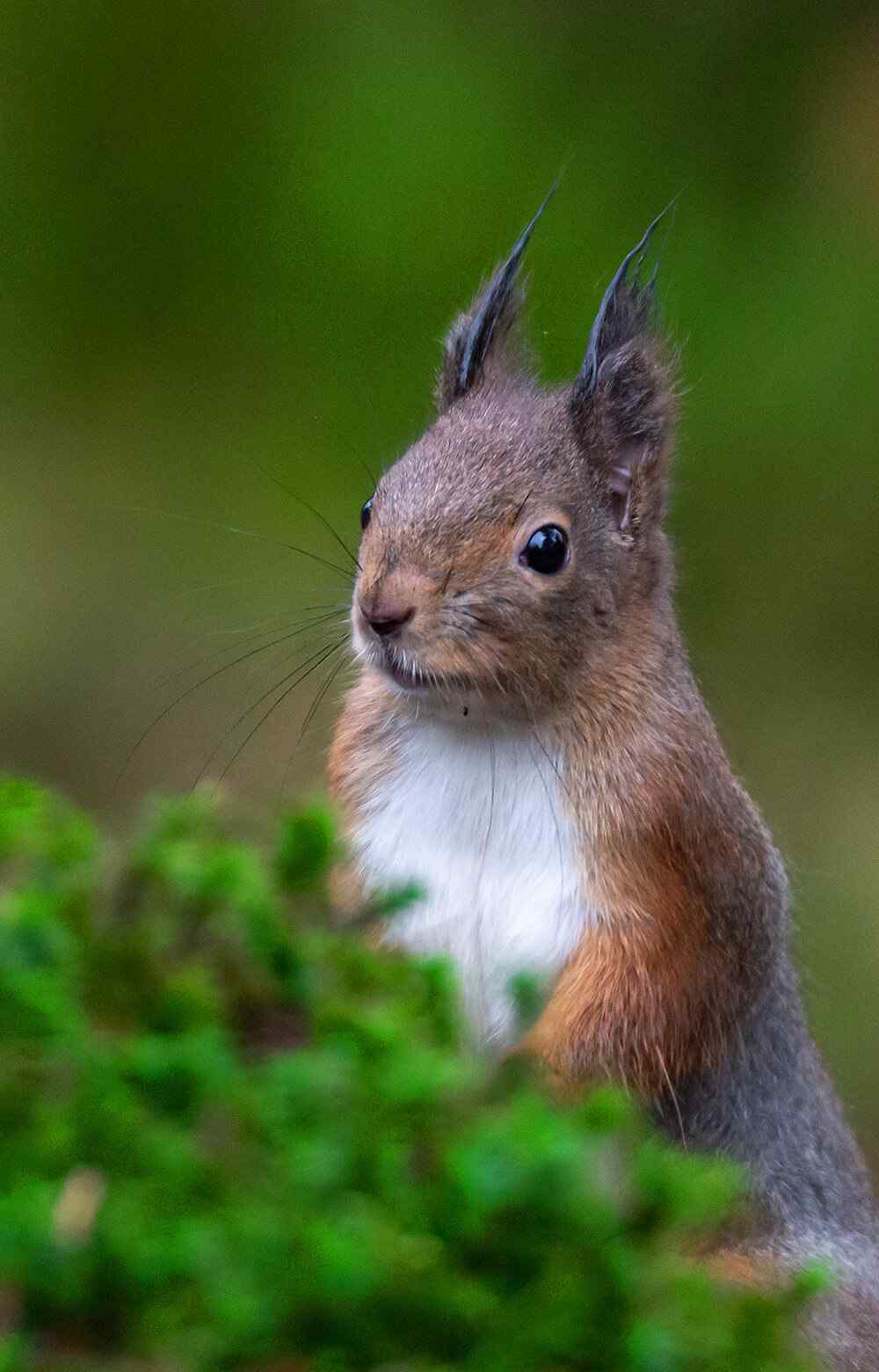 https://www.woofpark.co.uk/wp-content/uploads/2022/03/card_image_07.jpg