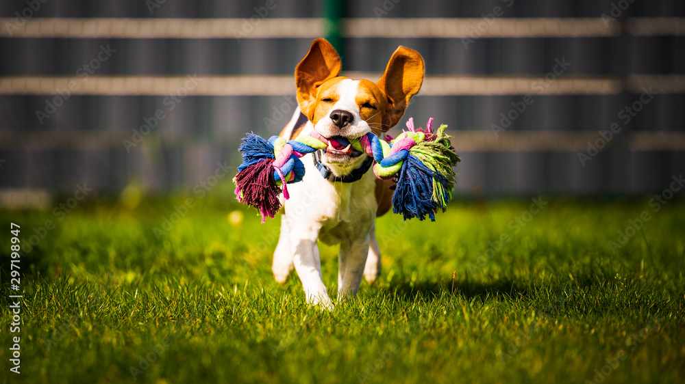 Fetch the Fitness: Exercise Essentials