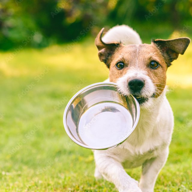 Doggy Diets: What’s the Scoop?