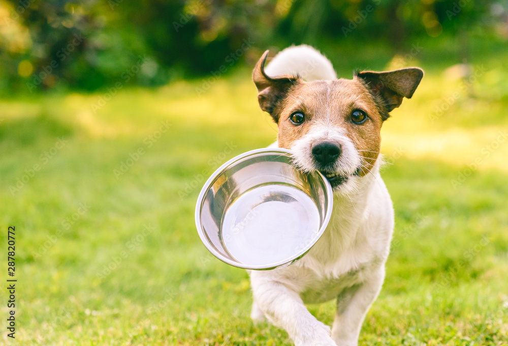 Doggy Diets: What’s the Scoop?